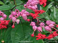 Red-Bleeding-Heart-Vine1