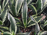 Sansevieria-Whitney1