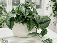 Silver-Satin-Pothos1