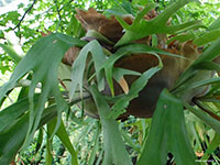 Staghorn-Fern-Plant-1