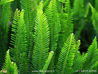 Sword-Fern1