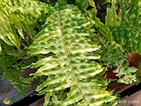 Variegated-Boston-Fern1