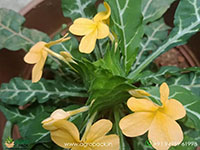 Variegated-Crossandra1