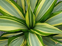 Variegated-False-Agave2