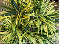 Variegated-Rhapis-Palm3