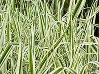 Variegated-Ribbon-Grass1