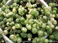 Variegated-String-Of-Pearls3