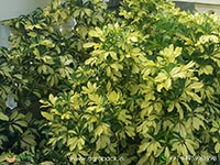 Variegated-Umbrella-Tree3