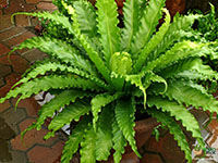 Victoria-Bird-Nest-Fern3