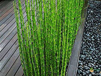 Water-Bamboo-Plant3