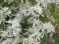 White-Clematis3