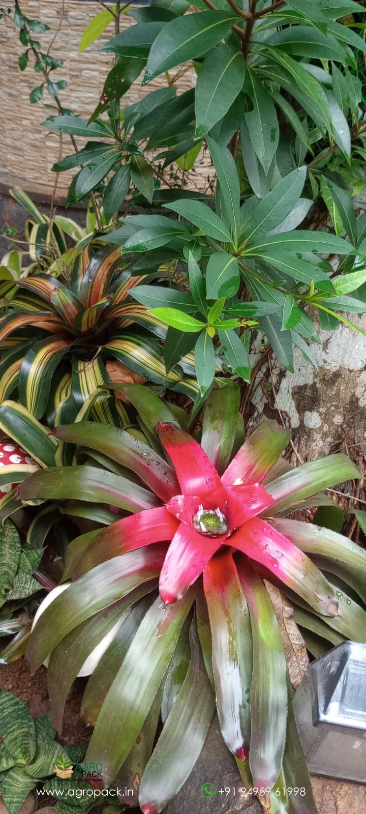 our plant nursery album