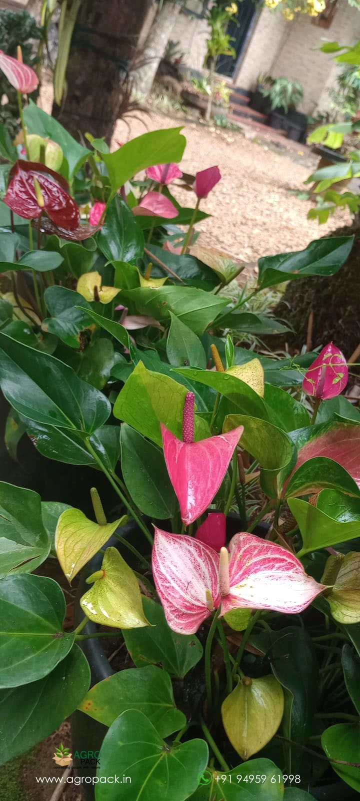 our plant nursery album