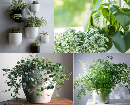 buy plants online