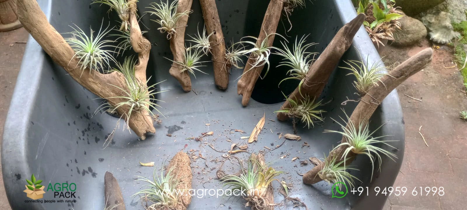 our plant nursery album