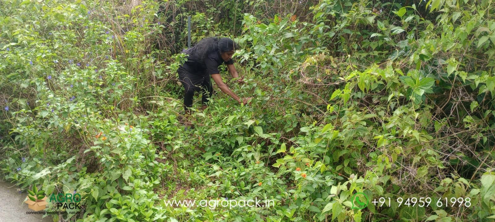 our plant nursery album