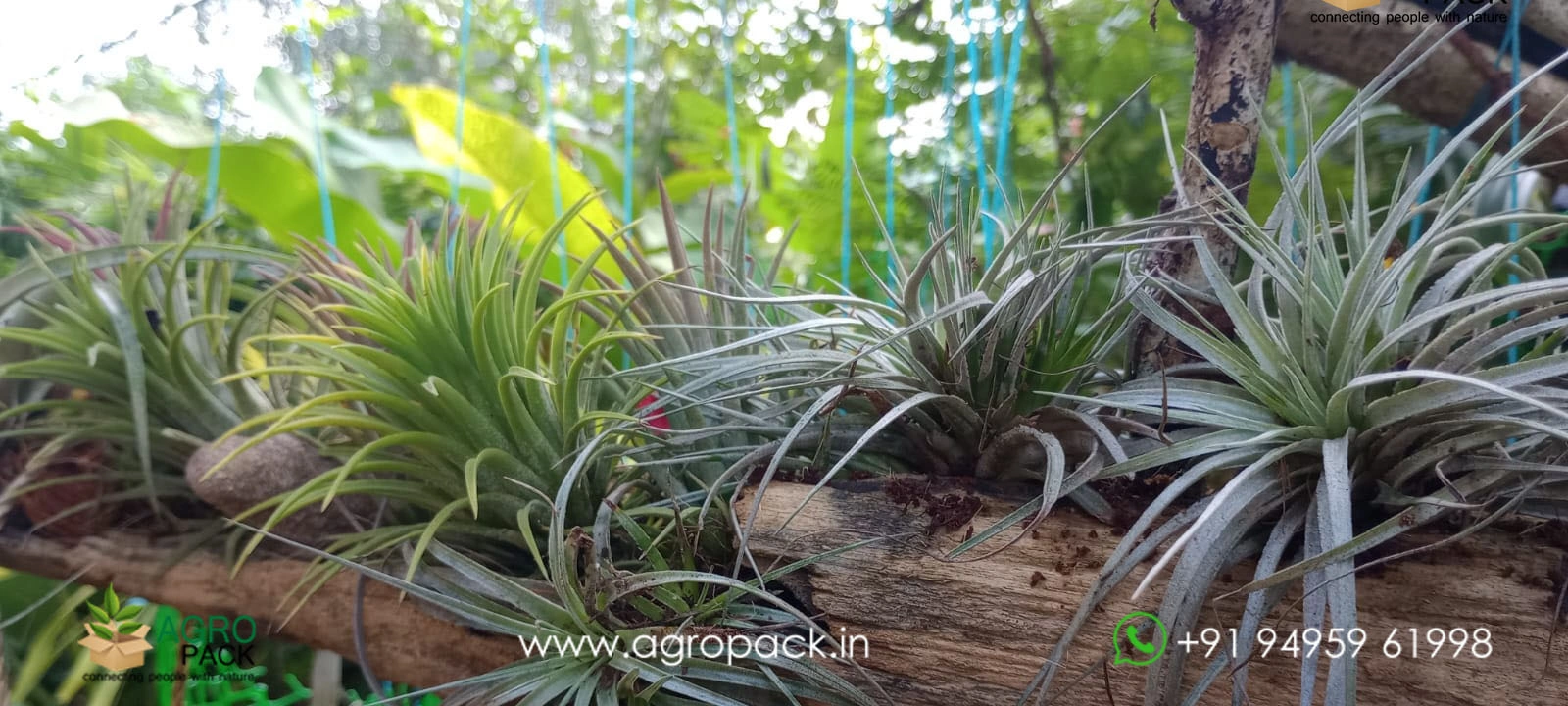 our plant nursery album