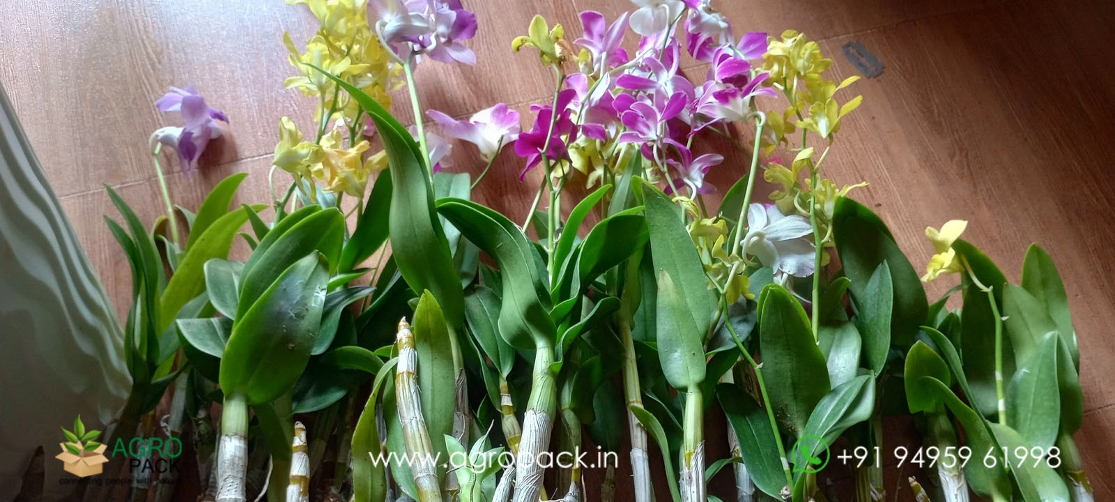 our plant nursery album