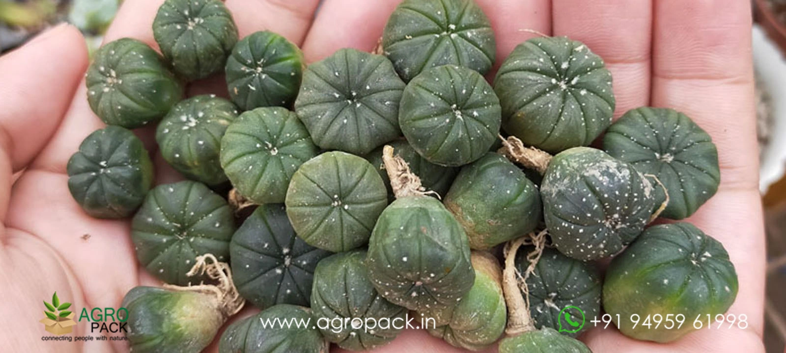 our plant nursery album